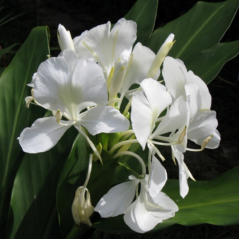 浄化の花「ホワイトジンジャーリリー」